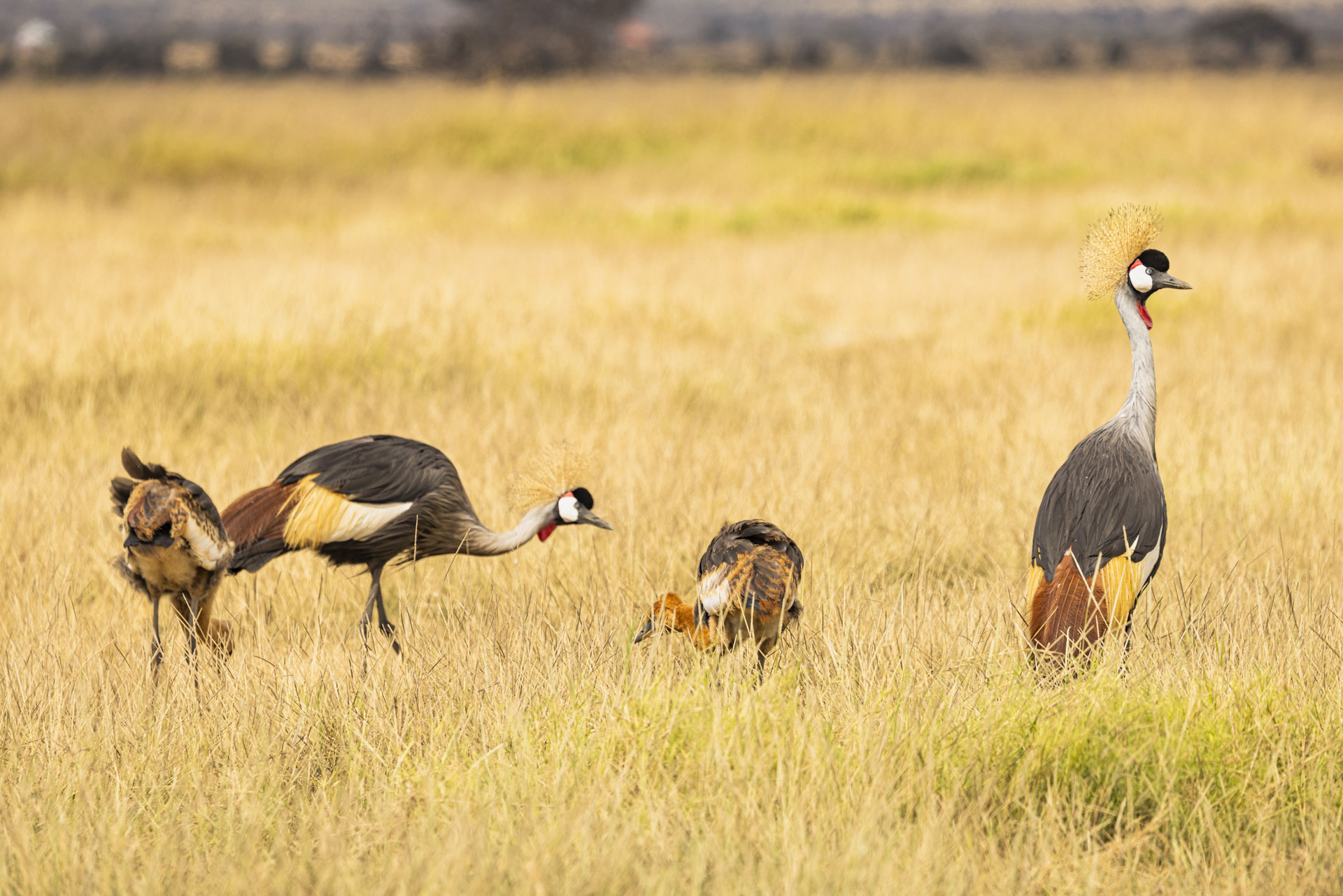 F6.3, 1/1000, ISO200 | Arnold Omondi 