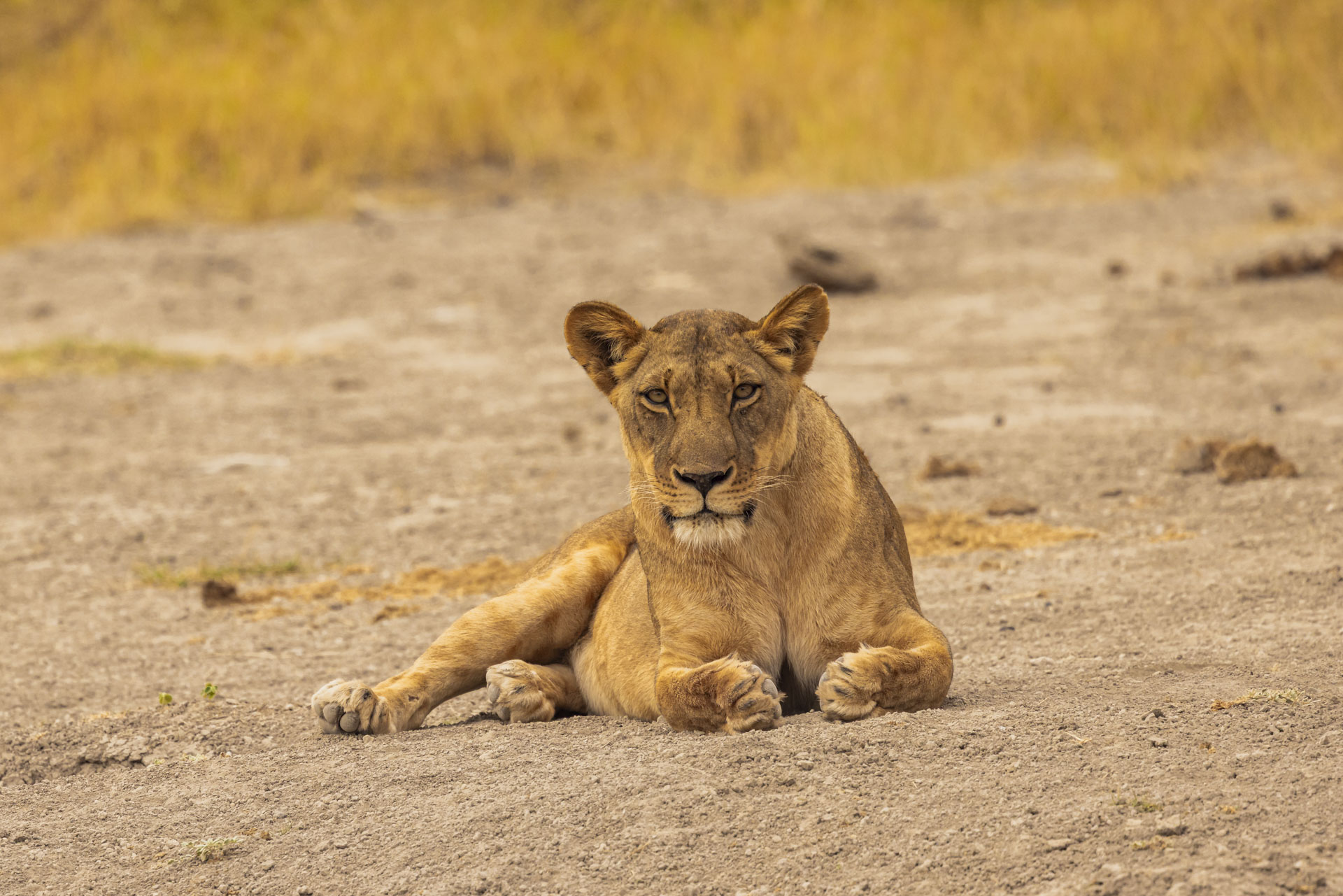 F7.1, 1/1000, ISO640 | Arnold Omondi 