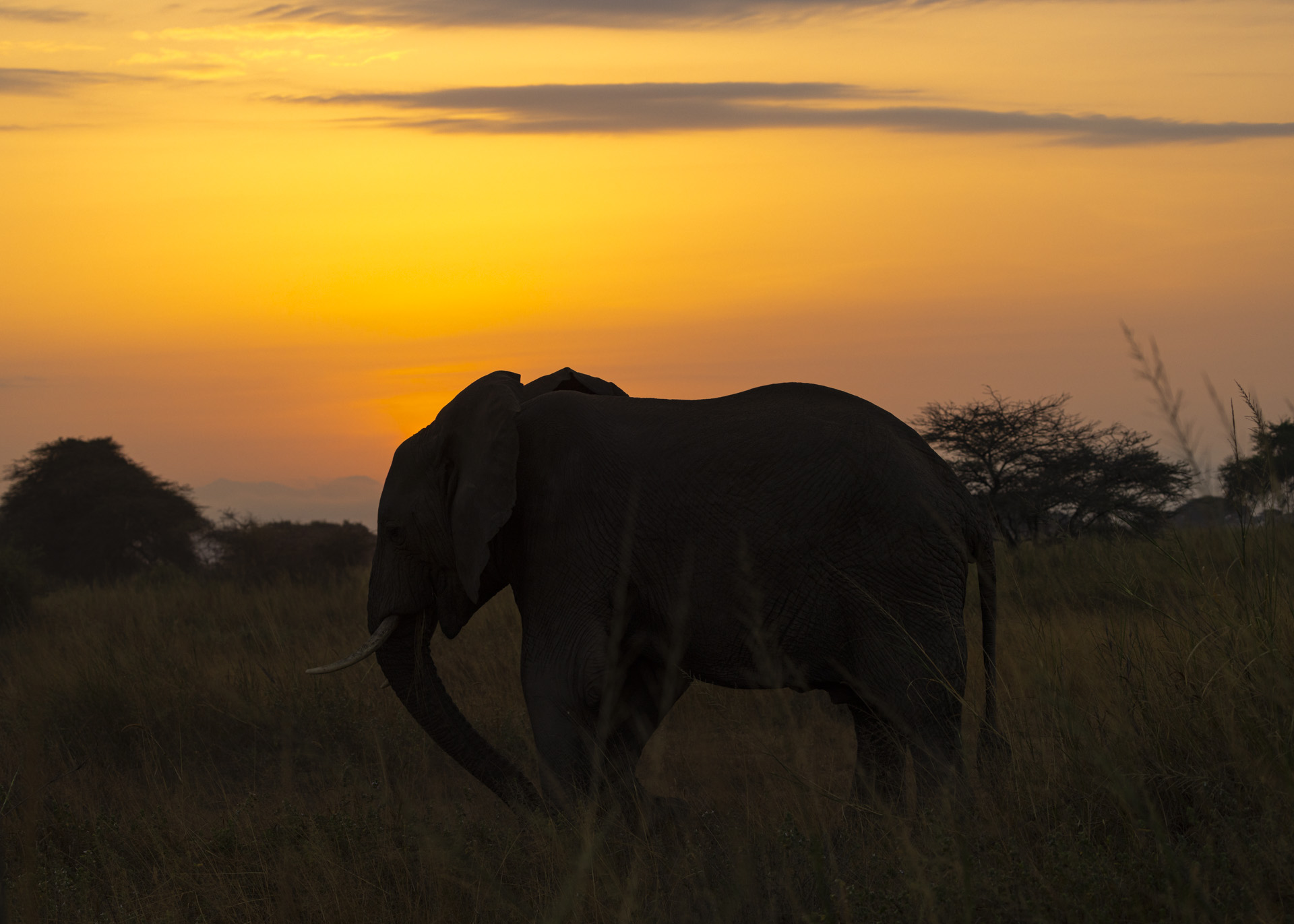 F7.1, 1/320, ISO320 | Arnold Omondi 