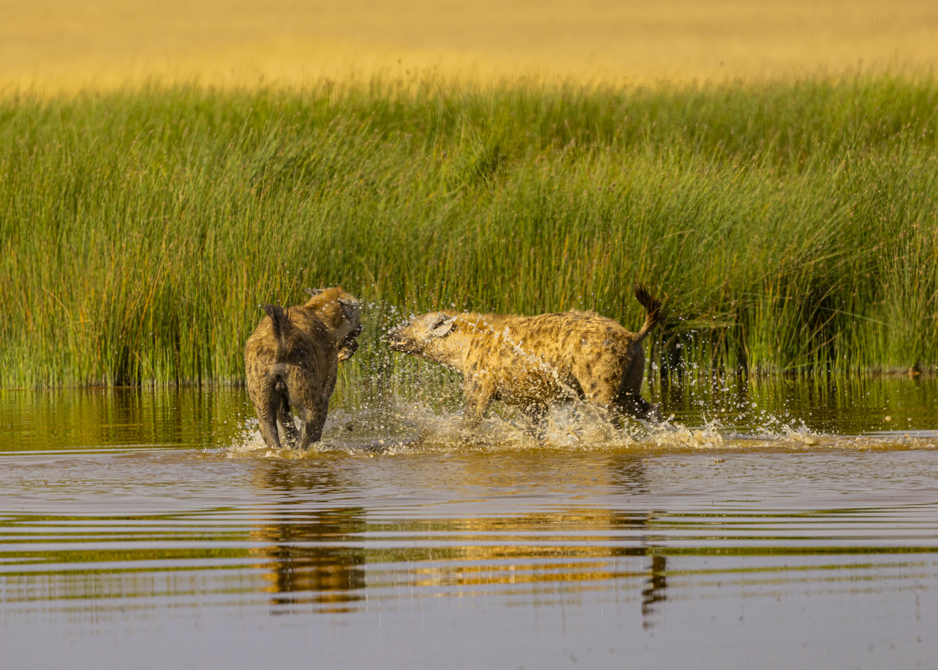 F7.1, 1/1000, ISO200 | Arnold Omondi 