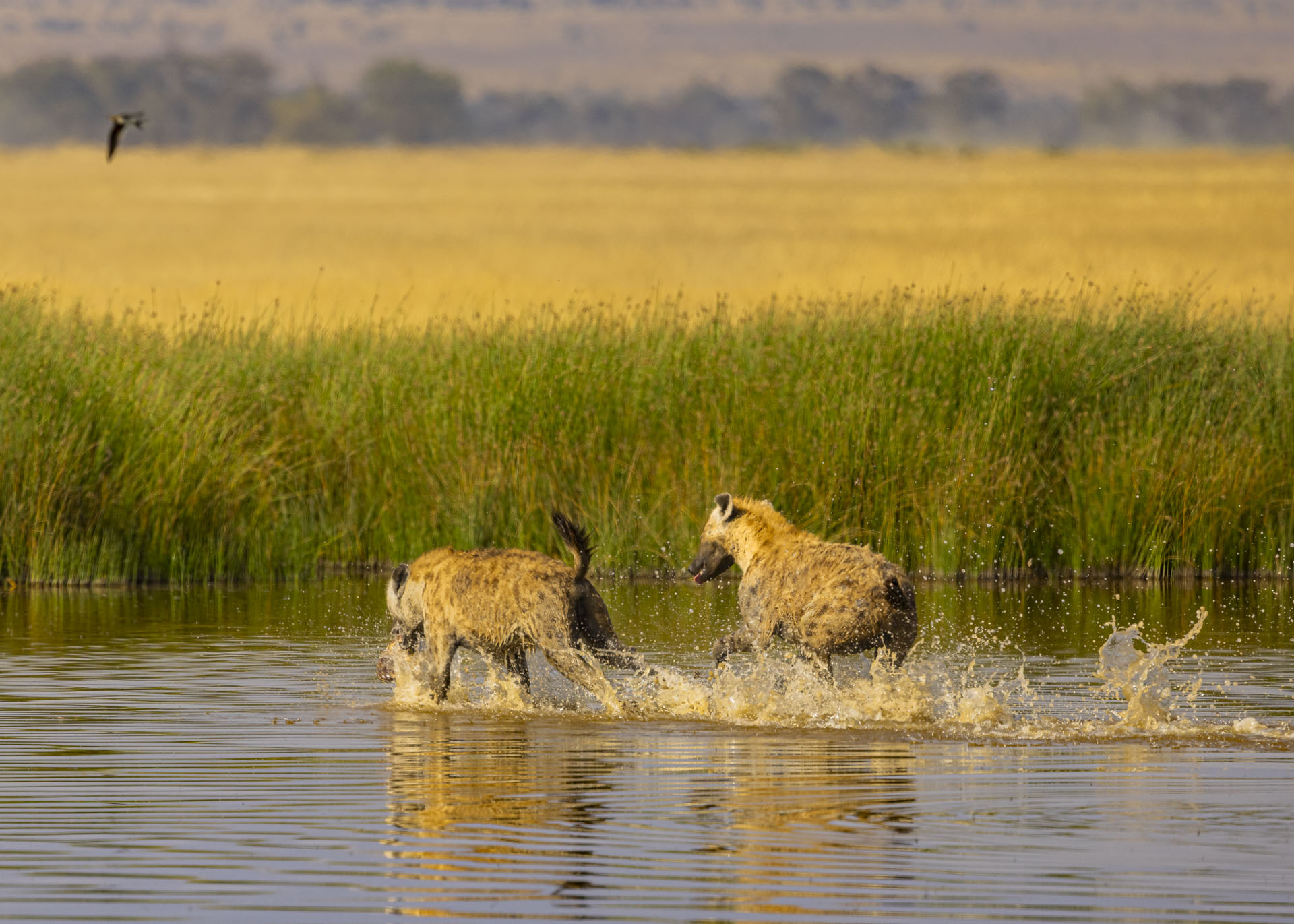 F7.1, 1/1000, ISO200 | Arnold Omondi 