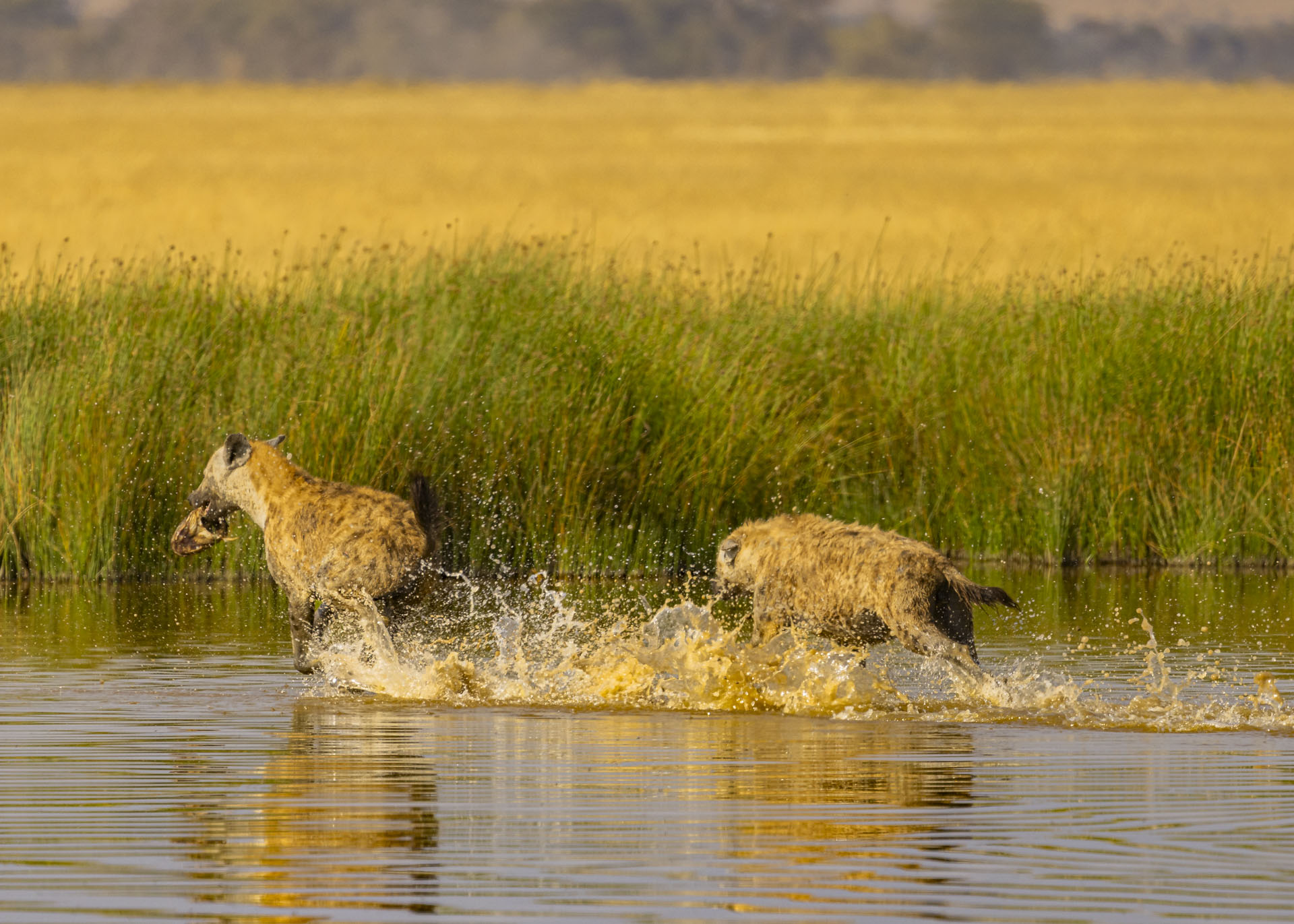 F7.1, 1/1000, ISO200 | Arnold Omondi 