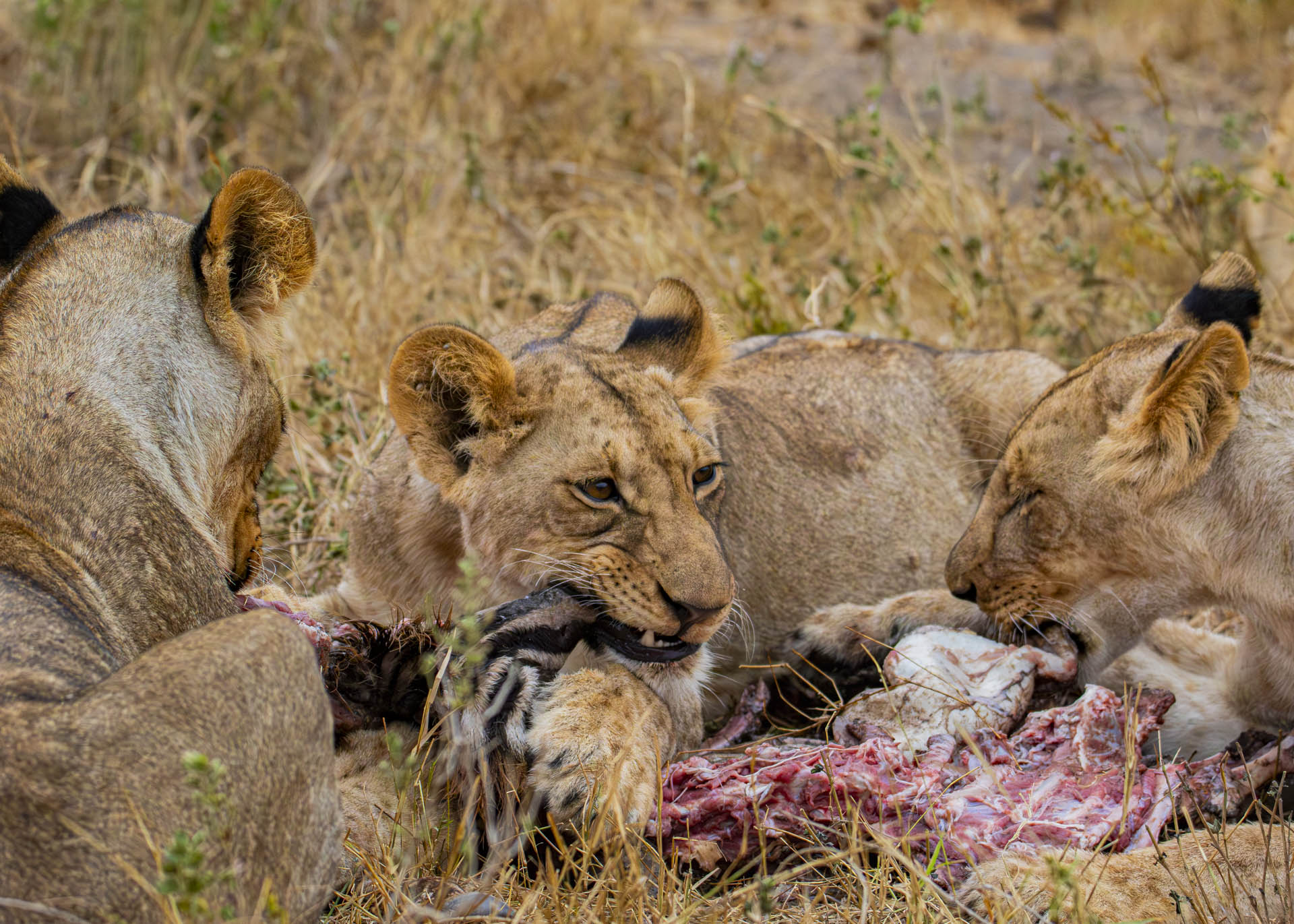 F5.6, 1/1600, ISO2000 | Arnold Omondi