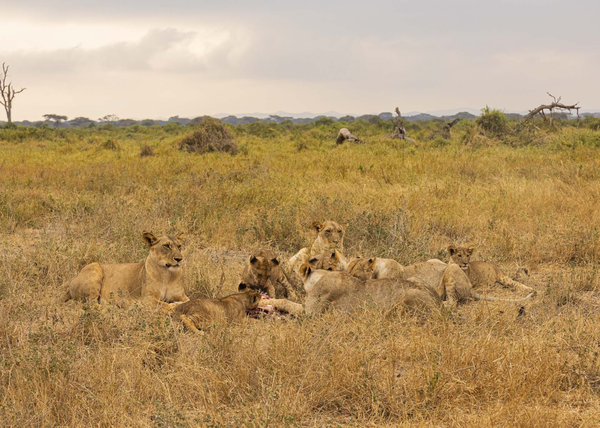 F7.1, 1/250, ISO800 | Arnold Omondi