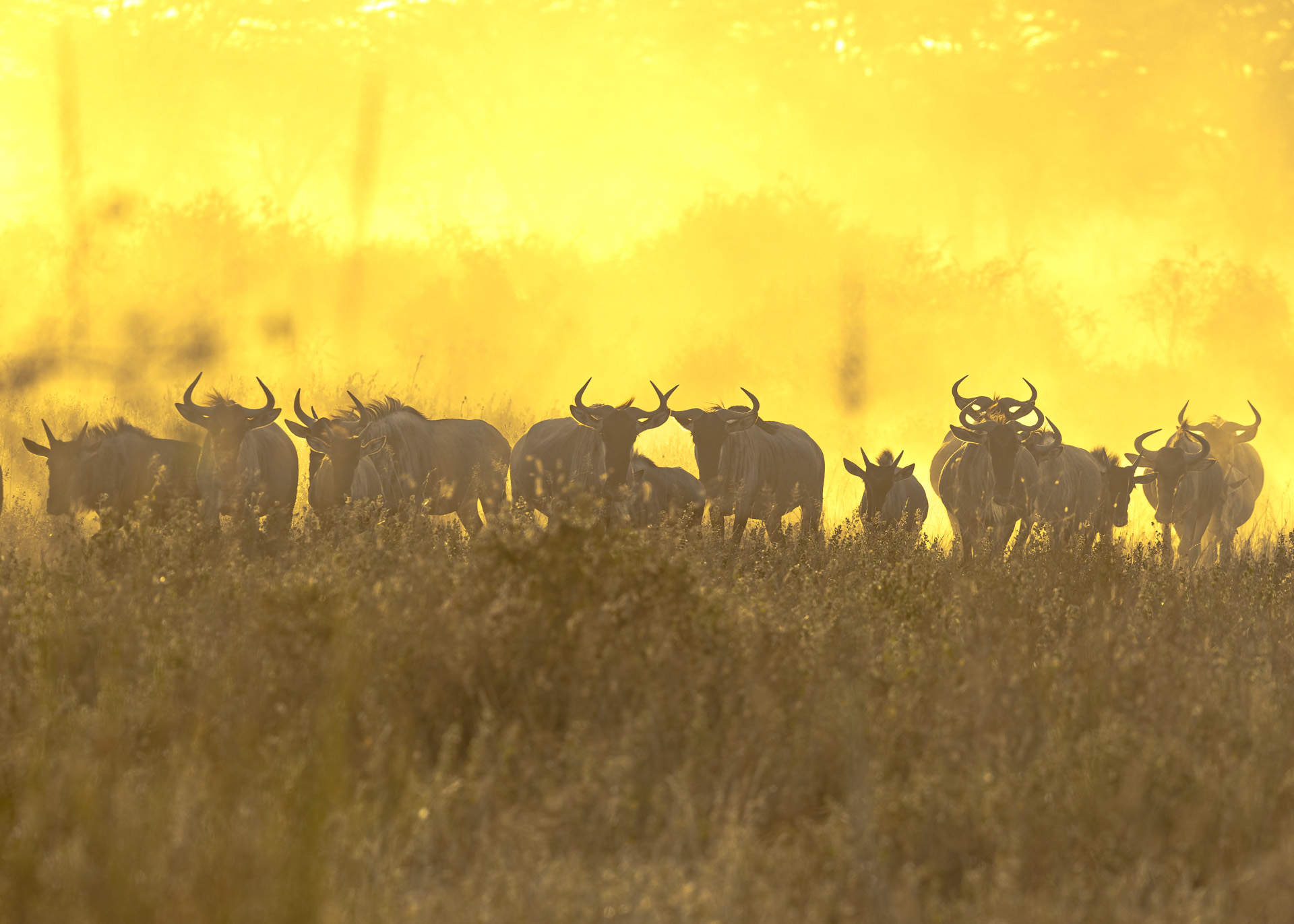 F5.6, 1/1000, ISO200 | Arnold Omondi