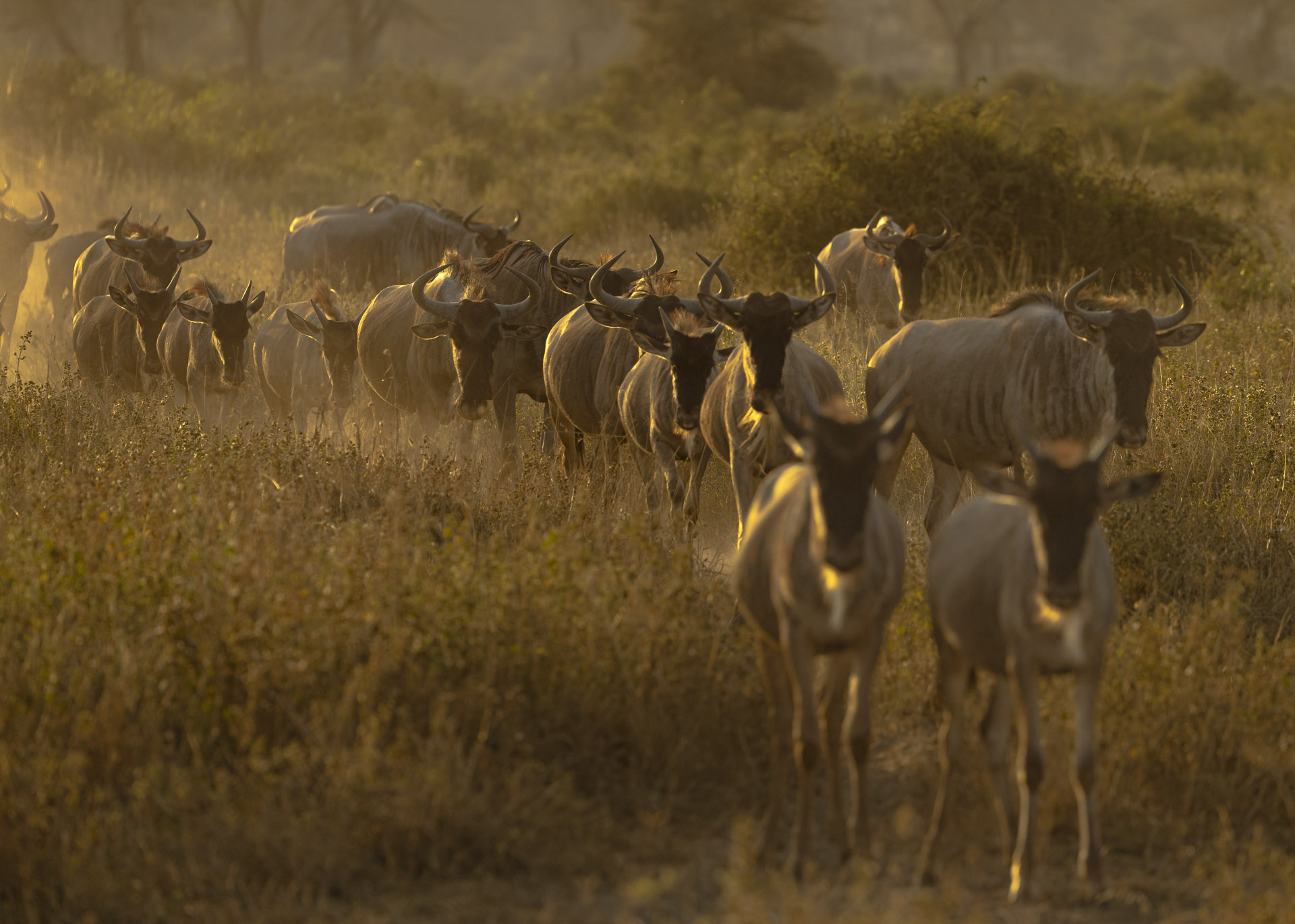 Above: 'Mini Migration' through Amboseli