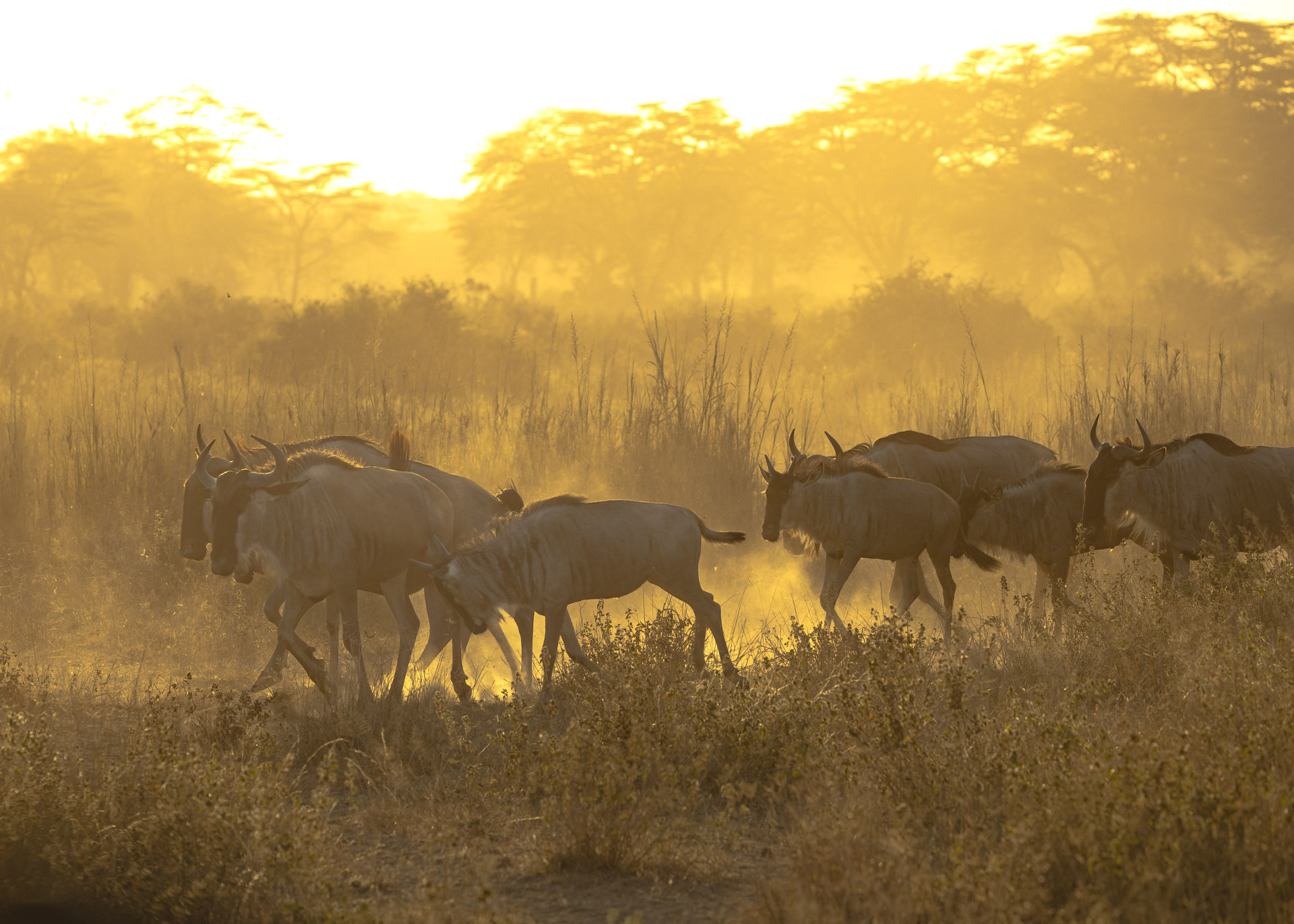 F7.1, 1/1000, ISO200 | Arnold Omondi