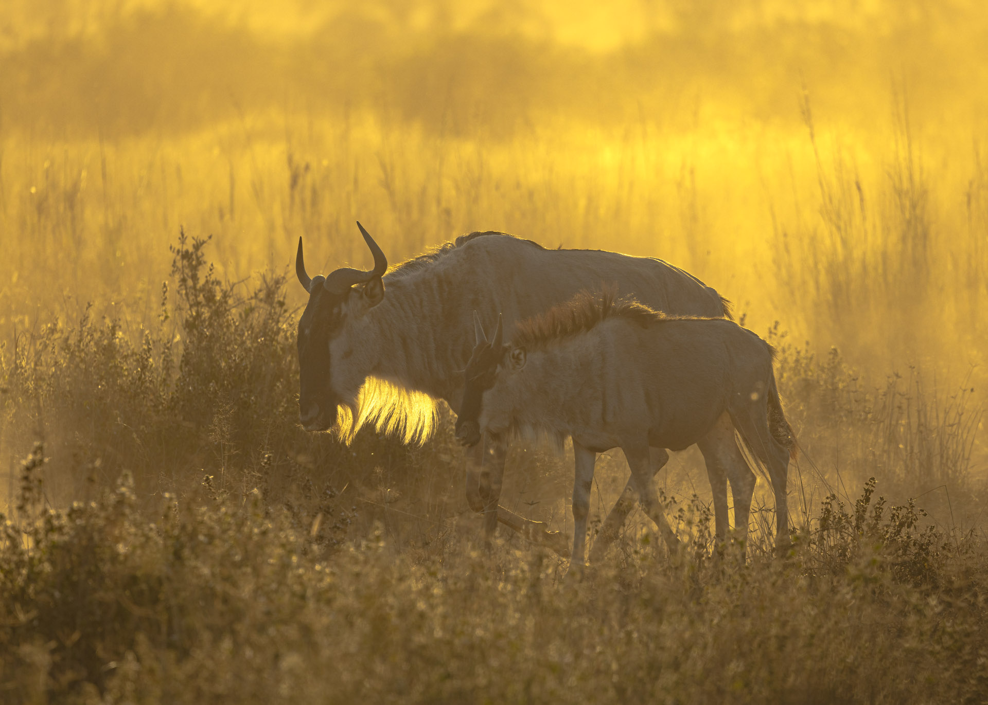 F7.1, 1/1000, ISO200 | Arnold Omondi