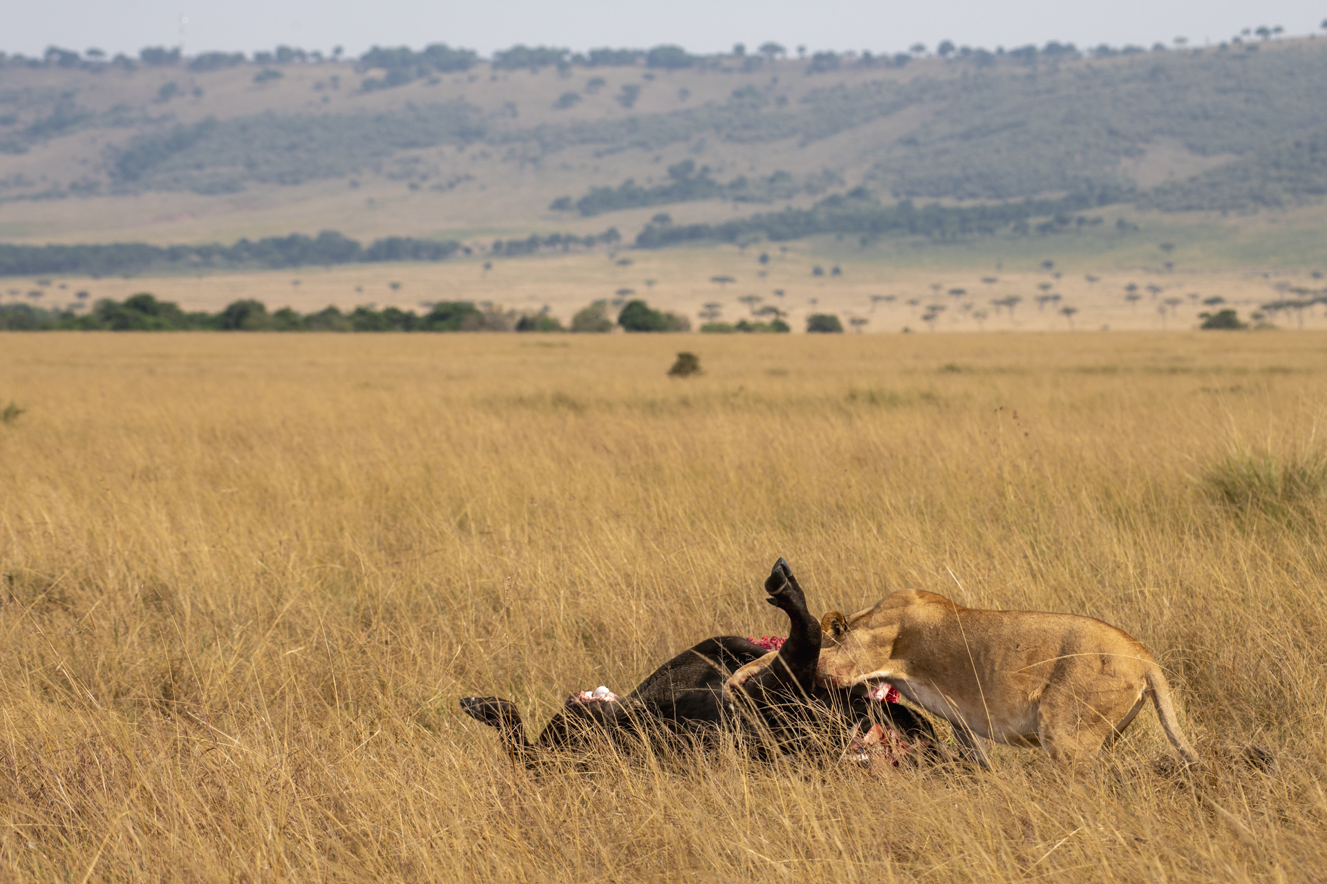 F 8.0, 1/500,ISO 200 | Guide Jeremy Macharia