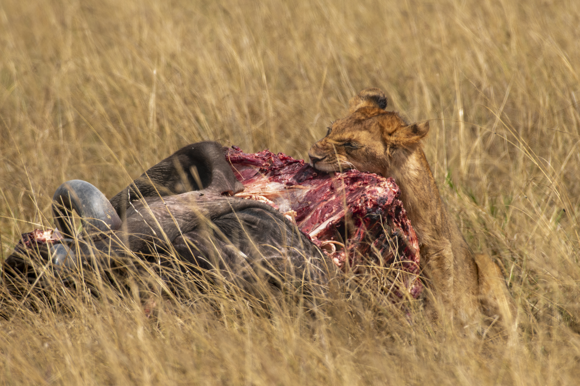F 8.0, 1/500,ISO 125 | Guide Jeremy Macharia