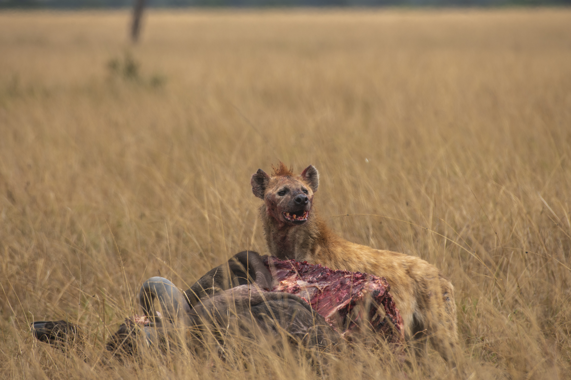 F 8.0, 1/500,ISO 160 | Guide Jeremy Macharia