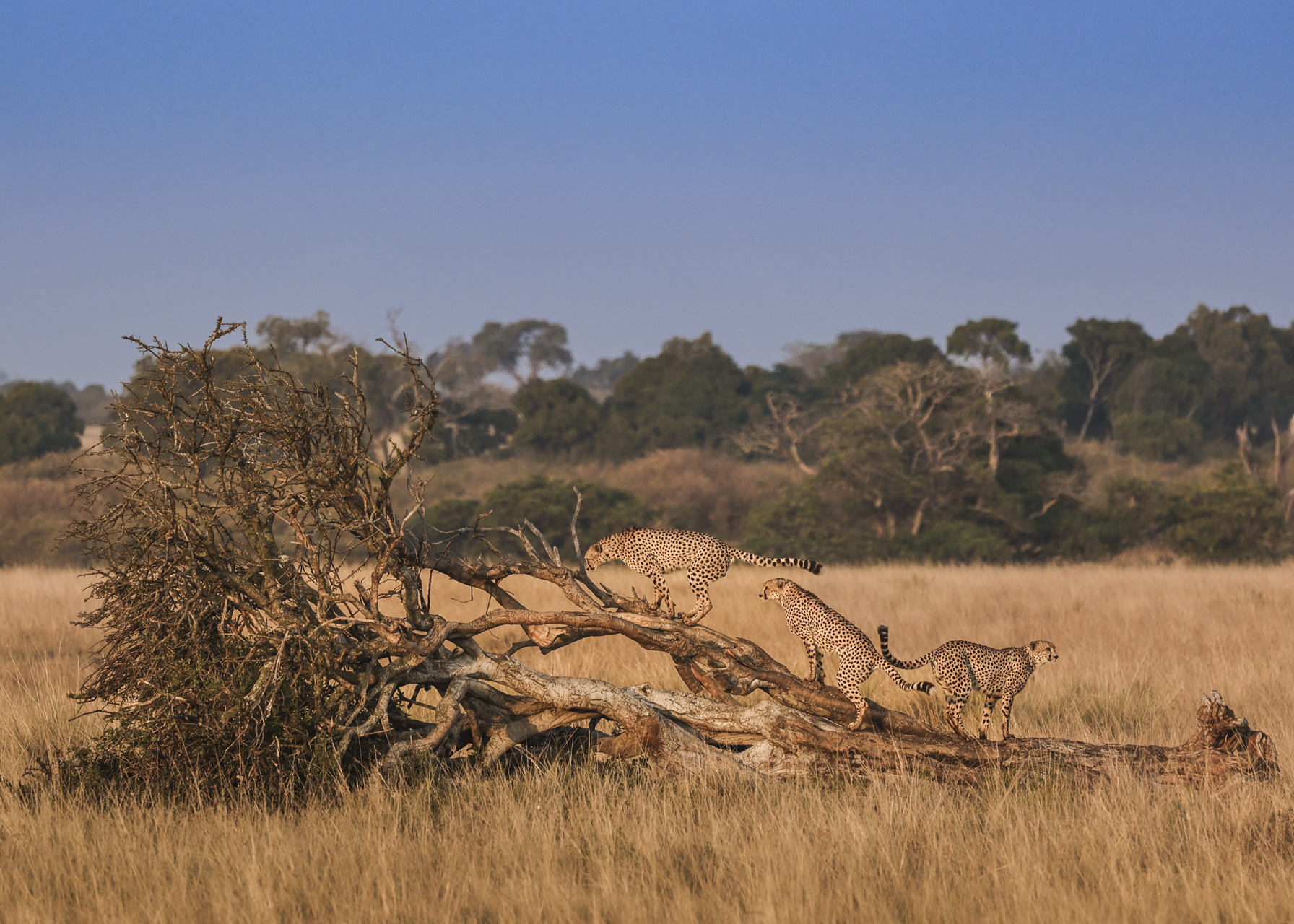 F 8, 1/400, IS0 400 | Victor Mumo