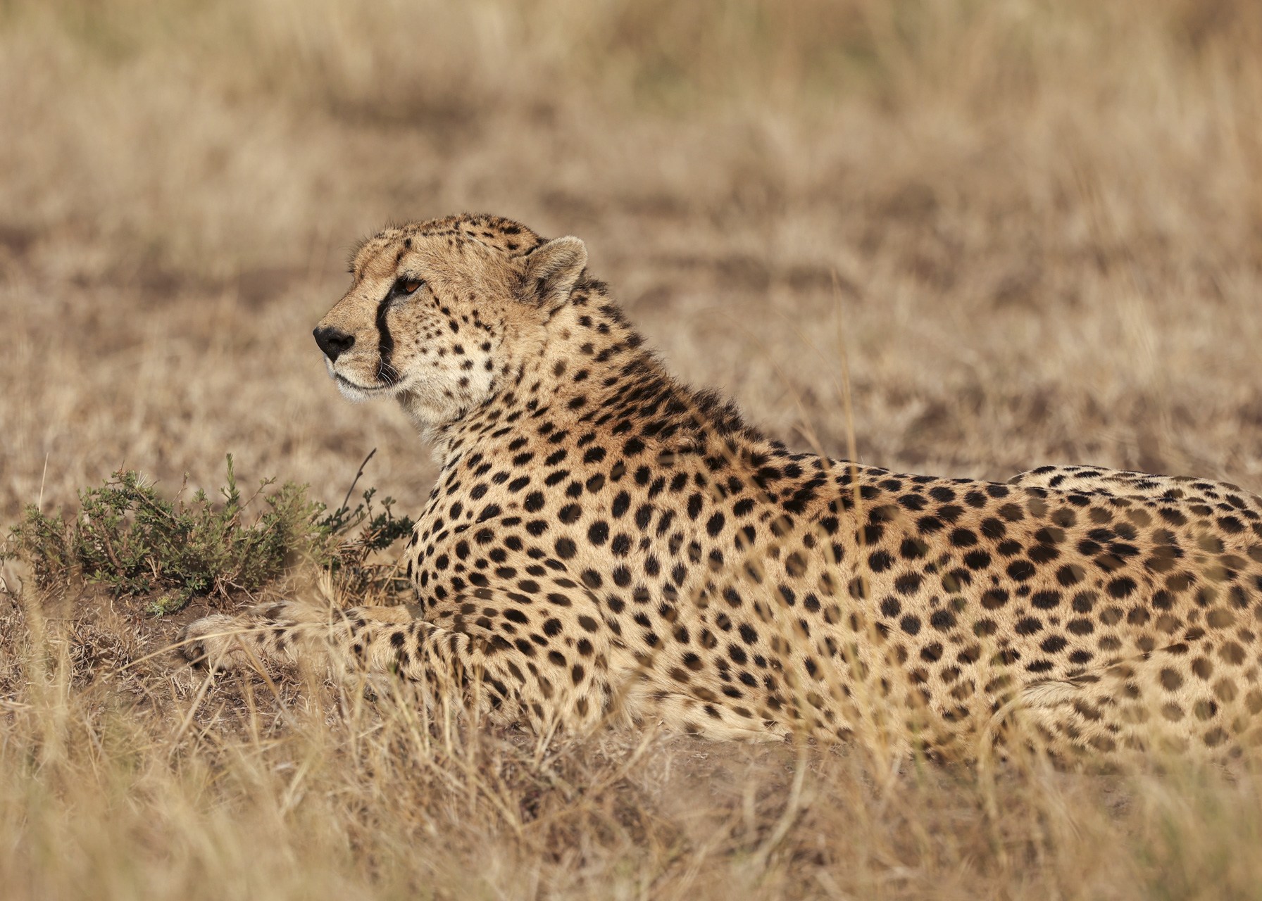F 7.1, 1/800, IS0 200 | Victor Mumo