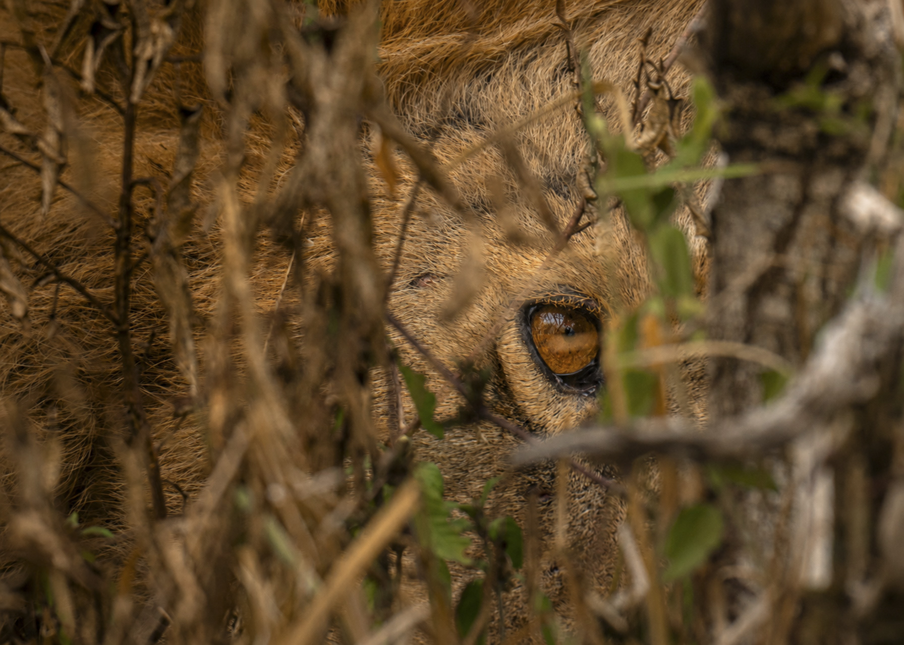 F 7.1, 1/400, IS0 320 | Victor Mumo