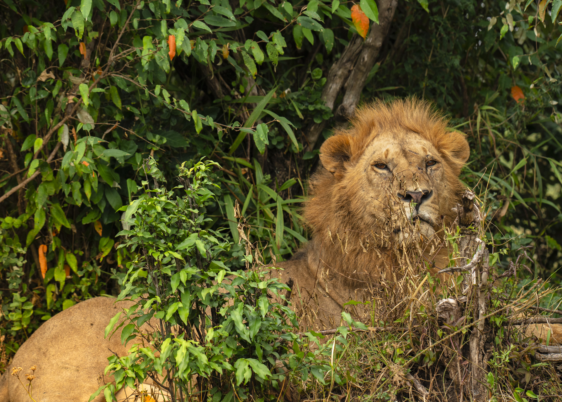 F 7.1, 1/400, IS0 320 | Victor Mumo