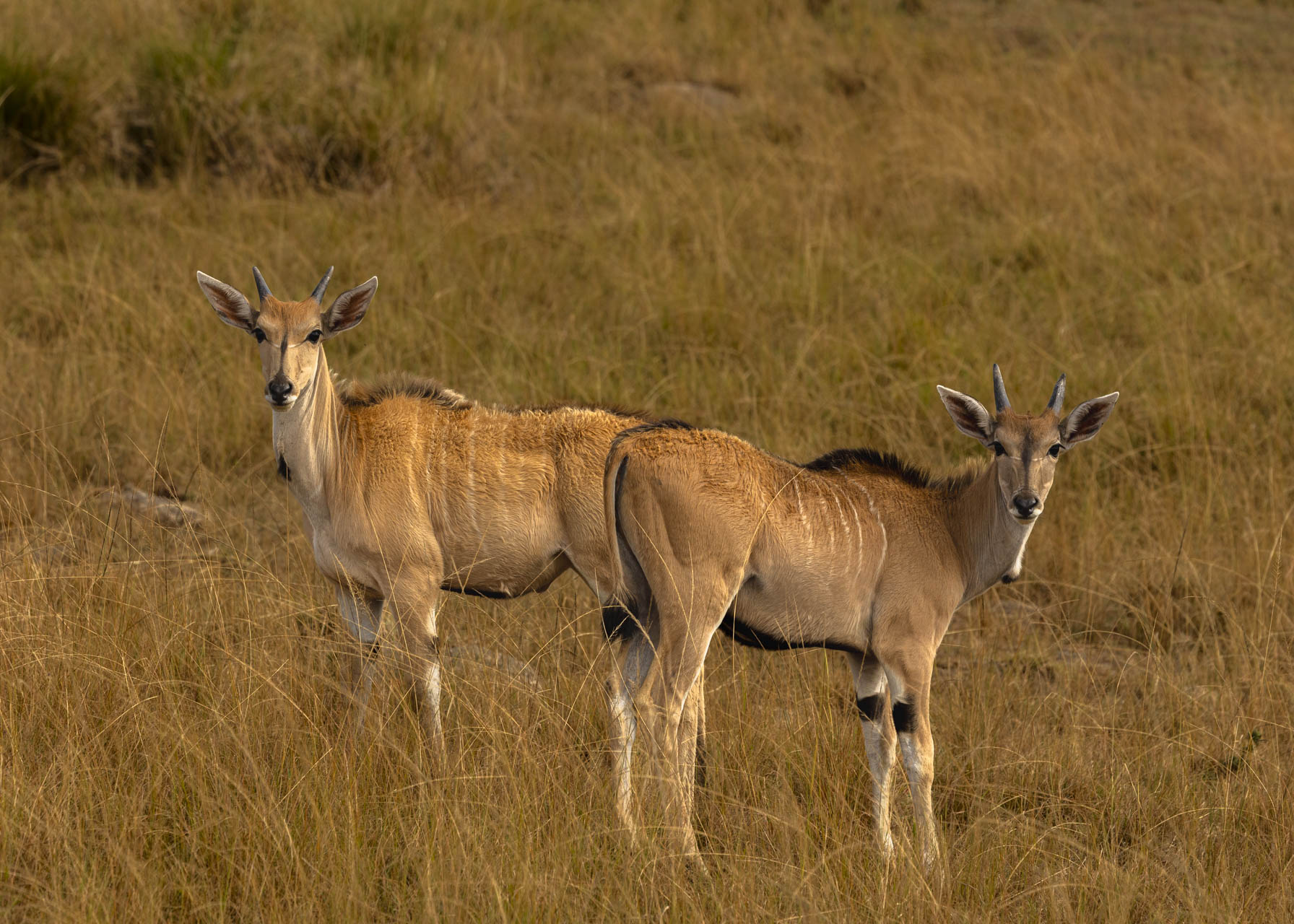 F 9, 1/500, IS0 200 | Victor Mumo  